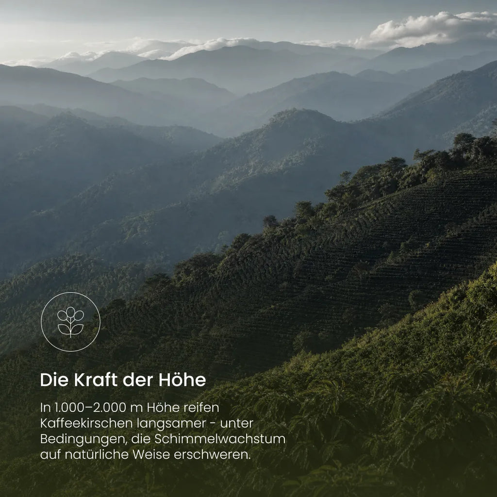 Premium Kaffee Honduras - Single Origin
